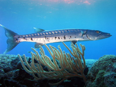 É possível observar as manchas escuras laterais da barracuda-gigante. Autor: Laban712.