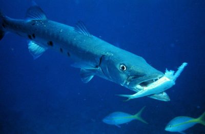 Barracuda-gigante