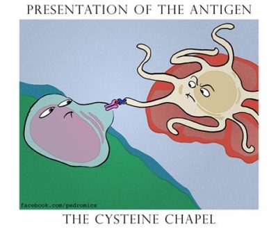 cysteine chapel