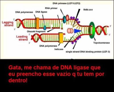 dna ligase