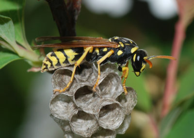 Uma jovem vespa-rainha (Polistes dominulus) sobre um pequeno "ninho", a iniciar a sua colmeia. Autor: Joaquim Alves Gaspar.