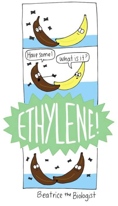 ethylene