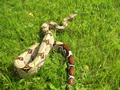 Nesta imagem é possível observar com clareza os padrões da Jibóia-constrictora, em especial a famosa cauda vermelha. Autor: Embreus.