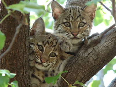 Duas crias de um lince-vermelho. Autor: Summer M. Tribble.