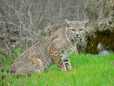 Lince-vermelho. Autor Presumido: Calibas.
