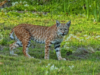 Lince-vermelho vagueando.