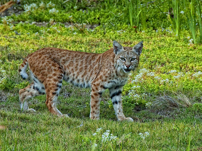 Lince-vermelho vagueando.