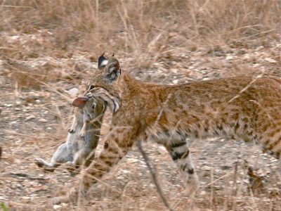 Lince-vermelho a carregar um coelho. Autor: Linda Tanner.