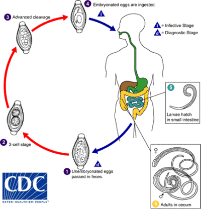 Ciclo de vida de T. trichiura. Imagem retirada de CDC.