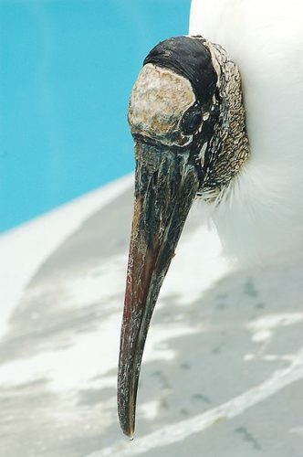 A cabeça desta espécie de cegonha não tem penas e é uma das suas características mais interessantes Fonte: Wikipedia.