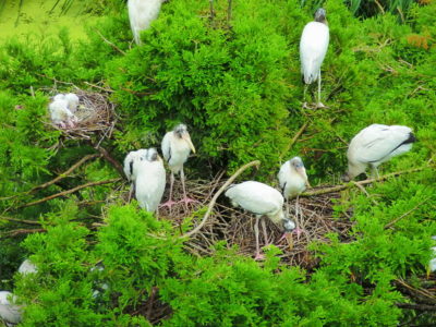 Uma colónia de cegonhas-de-madeira. Autor: Becky Skiba.