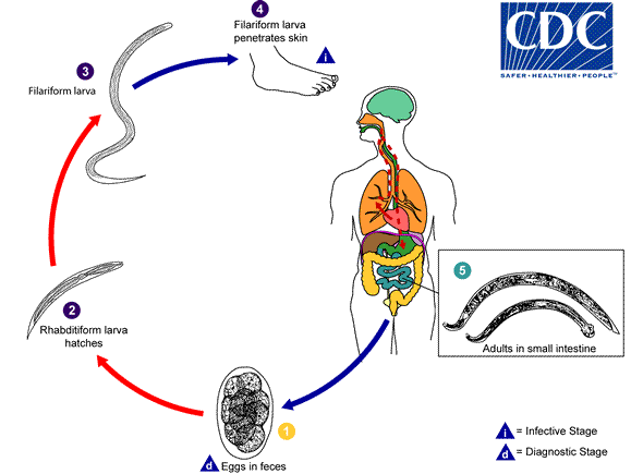 Ciclo de vida dos ancilostomídeos. Imagem retirada de CDC.