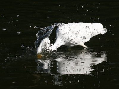 Uma garça a perforar uma presa com o seu bico. Autor: Brocken Inaglory.