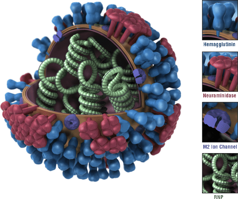 influenza-virus