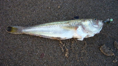 Peixe-aranha-comum apanhado na praia.