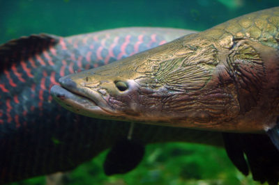 Pirarucu é um peixe de grandes dimensões.