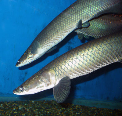 Indivíduos pertencentes à espécie A. leptosoma, mantidos num aquário em Sevastopol, na Ucrânia.