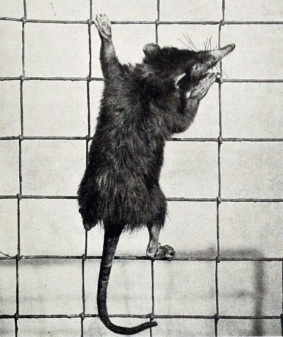 Uma fotografia antiga (1913) de um solenodonte-cubano. Fonte: A History of Land Mammals in the Western Hemisphere.
