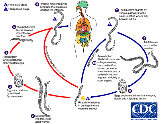 Ciclo de vida de S. stercoralis.