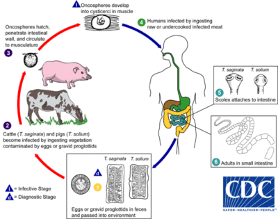 Ciclo de vida de Taenia sp. (Imagem retirada de CDC).