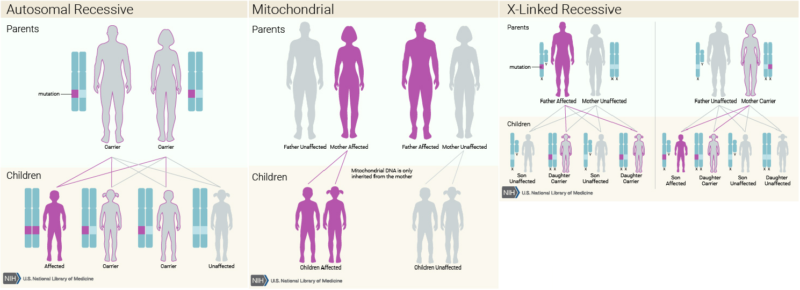 Diferentes padrões de hereditariedade da síndrome de Leigh. Crédito: NIH (adaptado)