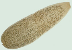 Proglótide de D. caninum.
