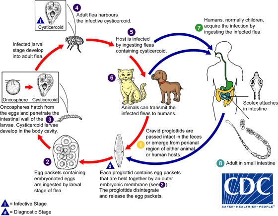 Ciclo de vida de D. caninum