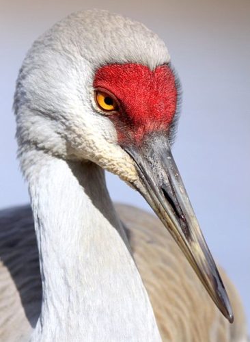 Grou-canadiano possui uma coroa escarlate na sua cabeça. Autor: Nigel.