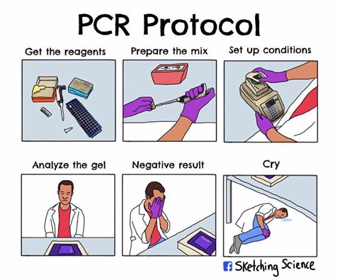 pcr-protocol