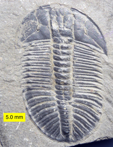 Apenas fósseis das trilobites permanecem hoje em dia. Desta forma, é que conseguiu-se perceber o seu aspecto. Encontrado em Mt. Steven Trilobite Beds, na Colômbia Britânica, no Canadá. Autor: Mark A. Wilson.