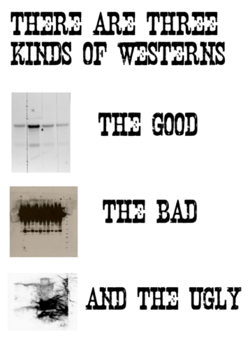 western
