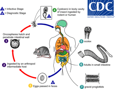 Ciclo de vida de H. diminuta
