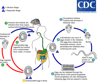 Ciclo de vida de H. nana