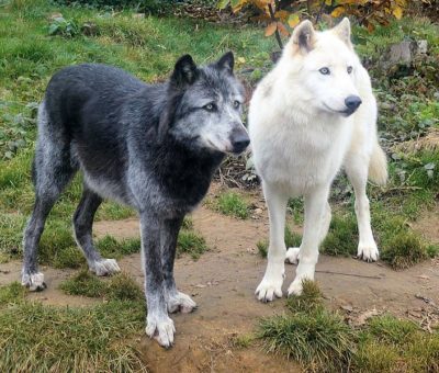 lobo-cinzento