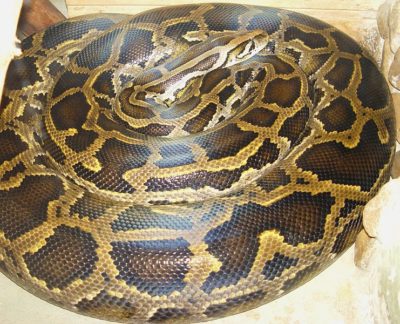 Esta espécie de serpente constritora apresenta um famoso padrão colorido considerado bastante bonito. Autor: 