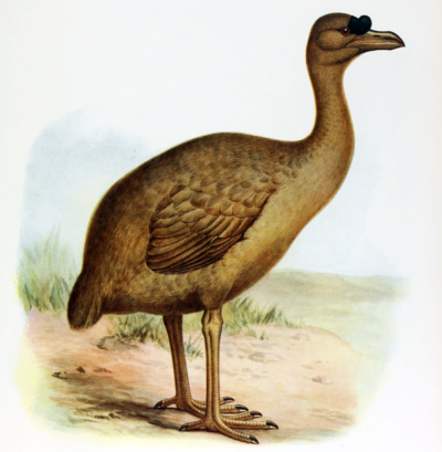 Desenho de um Solitário-de-rodrigues. O desenho data desde 1907, cujo autor é Frederick William Frohawk, um artista zoológico inglês.