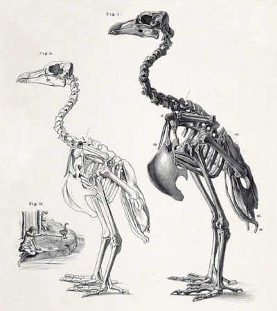 Desenhos dos esqueletos de um solitário macho e de uma fêmea. Feito em 1879. Autor: C. L. Griesbach.