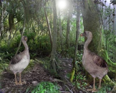 Recriação digital de duas aves extintas, com base dos desenhos morfológicos, num habitat pré-colonização da Ilha de Rodrigues. Autor: Rod6807.