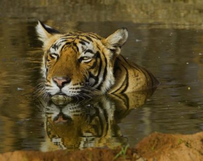 Tigre-de-bengala