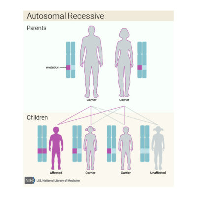 Transmissão da doença à descendência de um modo autossomal recessivo | NIH