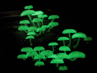 Mycena chlorophos