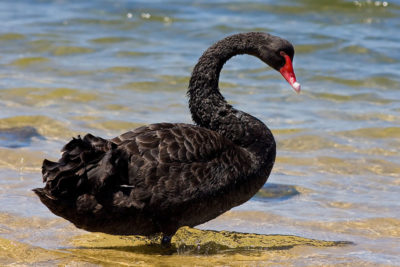 Cisne-negro