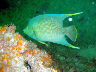 Peixe-anjo-azul