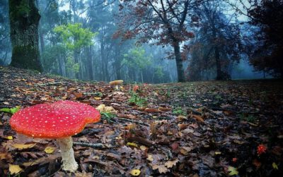 amanita-mata-moscas