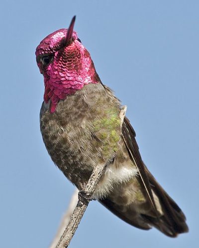 Colibri-de-anna