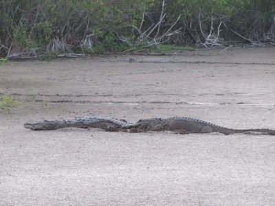 crocodilo-americano