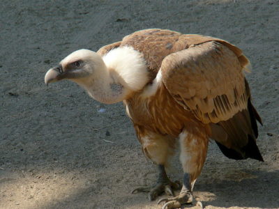 Abutre-fouveiro
