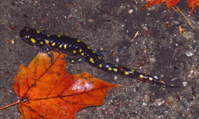 salamandra-manchada