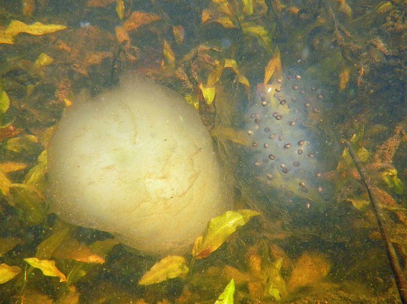 Oophila amblystomatis