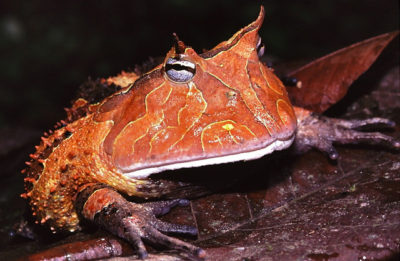 Sapo-de-chifre-da-amazónia